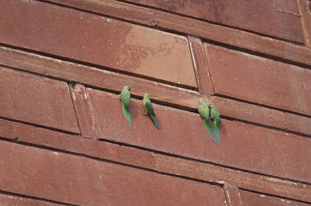Две пары розовокольчатых попугаев Psittacula krameri. - Фото, изображение