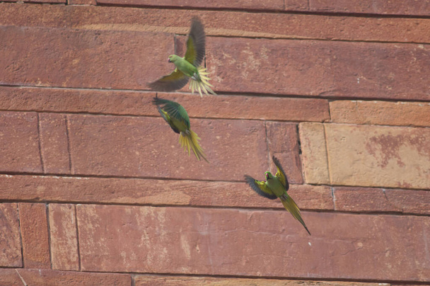 Rose-ringed parakeets in flight by a wall. - Photo, Image
