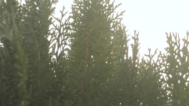 Auringonvalo paistaa Evergreen Coniferous Leavesin läpi. Auringonlaskun valo tulee vihreästä lehdestä. Laadukasta videomateriaalia. Mäntymetsä. Luonnon tausta. Matala kulma näkymä. Suoraan alapuolella..  - Materiaali, video