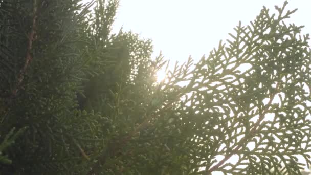 La lumière du soleil brille à travers les feuilles de conifères Evergreen. Coucher de soleil Lumière du soleil provenant de feuilles vertes. Images vidéo stock de haute qualité. Une forêt de pins. Fond naturel. Vue en angle bas. Directement en dessous.  - Séquence, vidéo