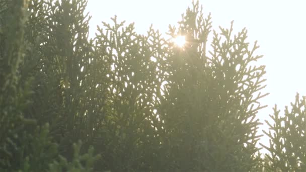 La luz del sol brilla a través de hojas de coníferas Evergreen. La luz del sol puesta del sol viene de la hoja verde. Imágenes de vídeo de alta calidad. Bosque de pinos. Fondo de la naturaleza. Vista de ángulo bajo. Directamente debajo.  - Metraje, vídeo