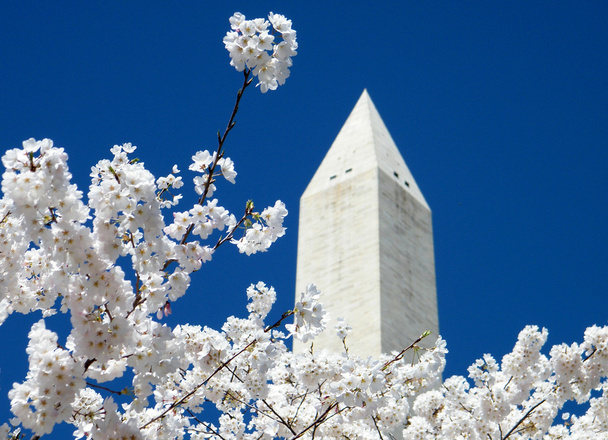 Washington wiśniowe kwiaty w pobliżu Pomnik Waszyngtona 2010 - Zdjęcie, obraz