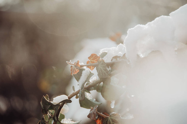 Kışın sonunda güneşli bahçede, taze kırmızı sarmaşık üzerinde parlak, gür kar. - Fotoğraf, Görsel