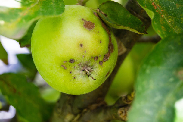 стопка яблук з хворобою яблучного лопуха
 - Фото, зображення