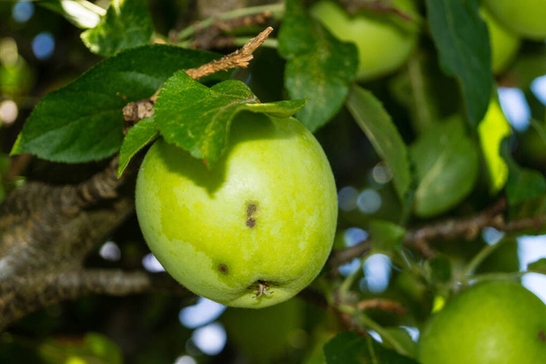 μια στοίβα μήλα με τη νόσο της ψώρας των μήλων - Φωτογραφία, εικόνα