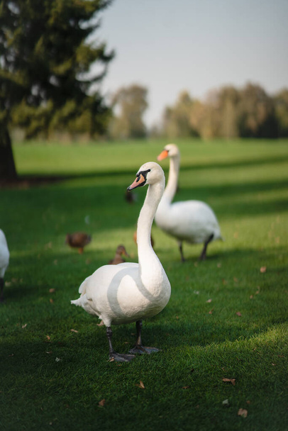 White swans resting on the green grass in the park. - Photo, Image