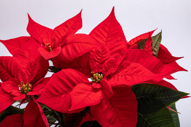 ポインセチアの赤い花。クリスマスの花 - 写真・画像