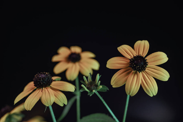 Gyönyörű fekete szemű Susans virág szürke háttér minta textúra design. - Fotó, kép