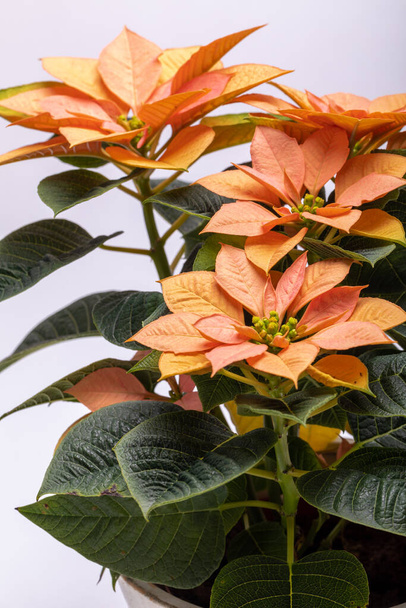 The poinsettia orange flowers. The Flower of the Christmas - Photo, Image