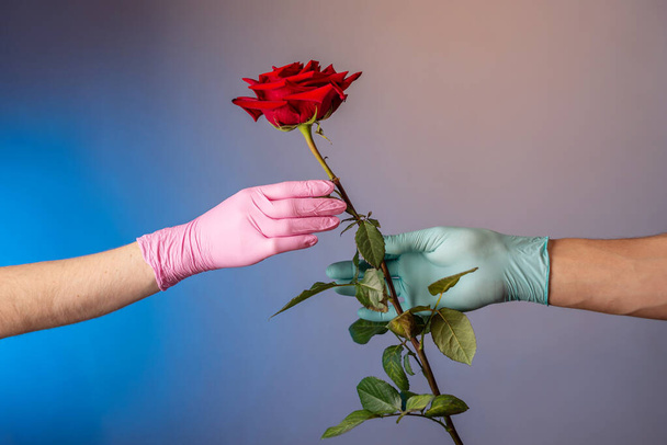 A man's hand in a blue glove is giving a red rose to a woman's hand in pink glove on a blue and gray background. Concept of a lifestyle in a pandemic. - Foto, afbeelding