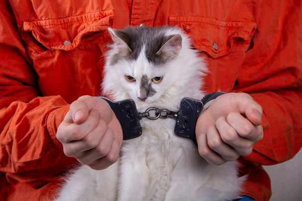Кошеня сидить на руках у підлітка з наручниками. Концепція: тактильний зоопарк для в'язнів, тварин, прив'язаність.. - Фото, зображення