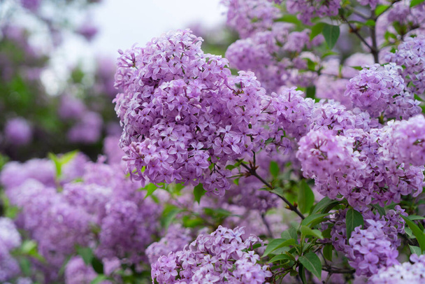 Blooming lilac flowers - Photo, Image