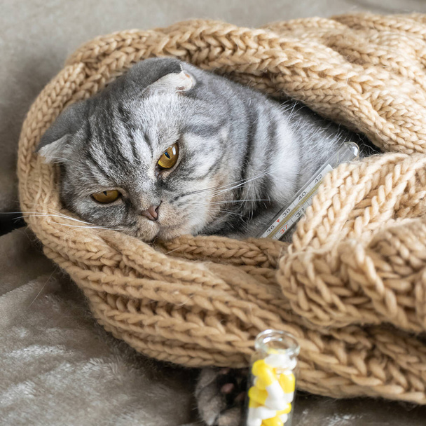 Fold chat écossais gris malade se trouve sous une couverture avec un thermomètre. Concept de maladie animale, médecine vétérinaire. - Photo, image