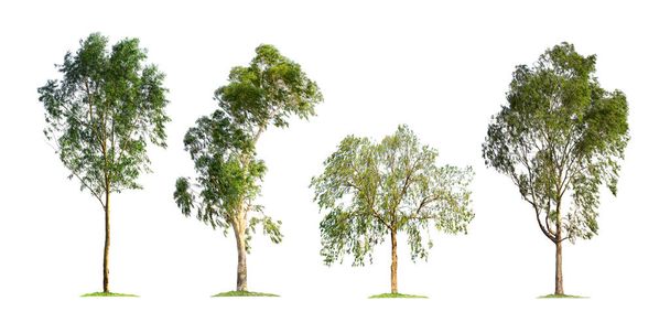 Valkoisella pohjalla eristetty eukalyptuspuu. Puumallisto puutarhan suunnitteluun. Iso puu löytyy Australian mantereella, joka on katkottua ruokaa koalas. Tavaratila, jota käytettiin paperin valmistukseen - Valokuva, kuva