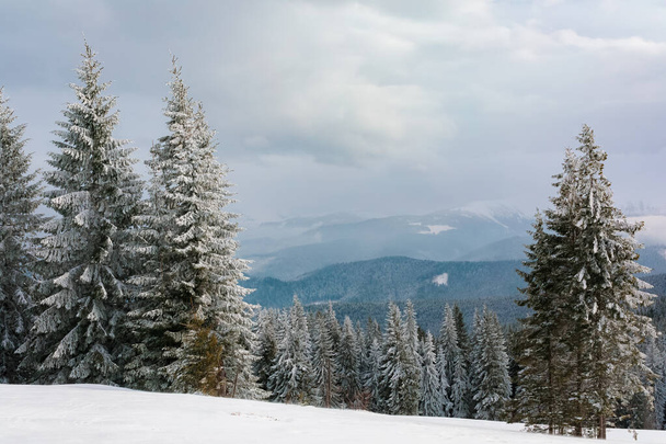 Abeto alto con ramas cubiertas de escarcha contra el telón de fondo de las montañas de los Cárpatos. Hermoso paisaje de invierno. - Foto, Imagen