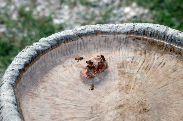 Un effet déconcentré attire l'œil vers l'abeille en vol avec des ailes en mouvement et des jambes pendantes alors qu'elle se prépare à atterrir près d'autres abeilles sur un rocher en buvant un verre dans un bain d'oiseaux en ciment. Effet Bokeh. - Photo, image