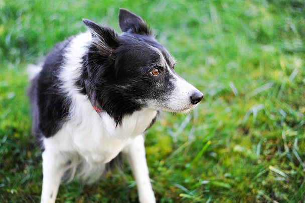 Schwarzer und weißer Hund mit grauen Haaren. Porträt des 12-jährigen Border Collie. - Foto, Bild