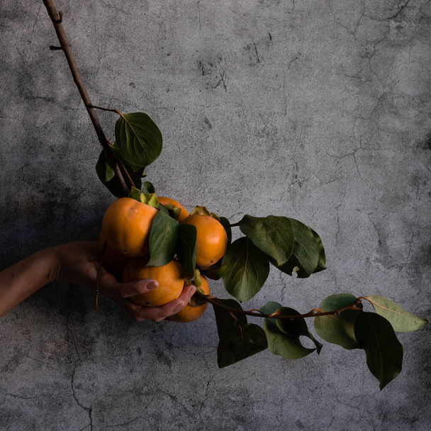 生柿の枝を持つ女性の手の近くのビュー - 写真・画像