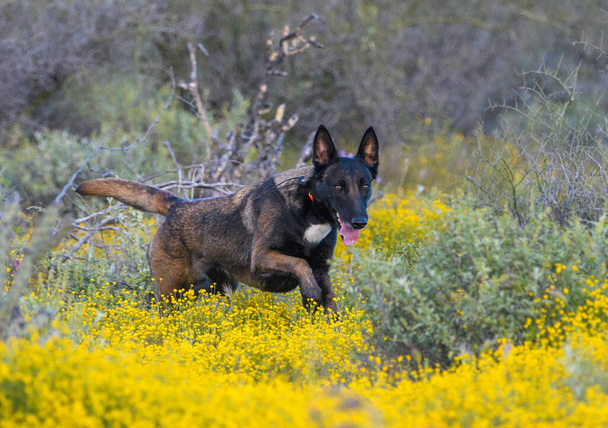 Perro belga de color oscuro que sale de las malas hierbas amarillas - Foto, imagen