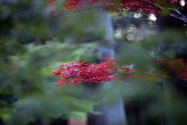 красные и желтые листья японского клена, acer palmatum, осенью киоторированные и желтые листья японского клена, acer palmatum, осенью - Фото, изображение