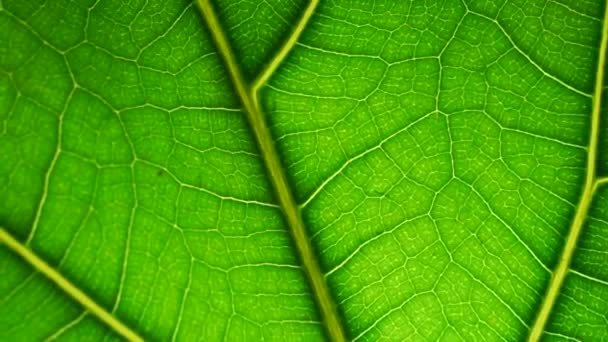 Lehti makrotasolla. Kasvin tai puun vihreä lehti, jonka rakenne ja kuvio ovat lähellä - Materiaali, video