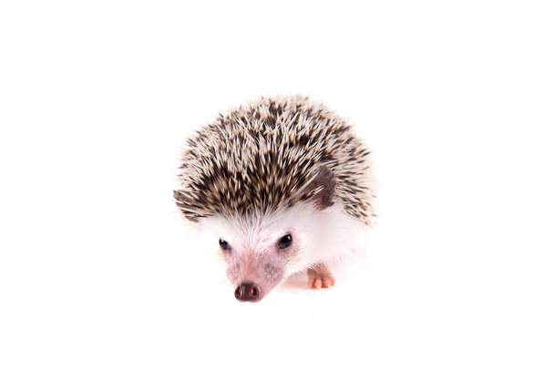 hedgehog isolated on white background - Foto, Bild