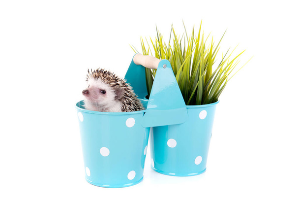 hedgehog isolated on white background - Foto, Bild