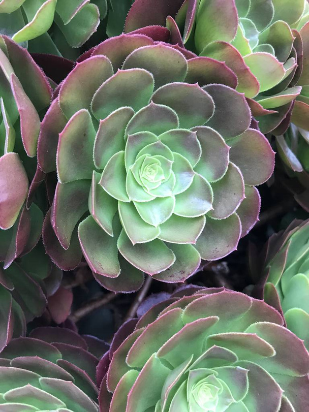 Close-up van potted succulents met donkere achtergrond  - Foto, afbeelding