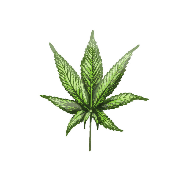 Marijuana leaf. Vector vintage hatching color illustration. Isolated on white background. Hand drawn design - Vector, Image