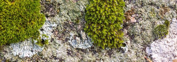 Fond en pierre avec mousse et lichens. Texture rocheuse naturelle avec détail, macro photographie ressource graphique - Photo, image