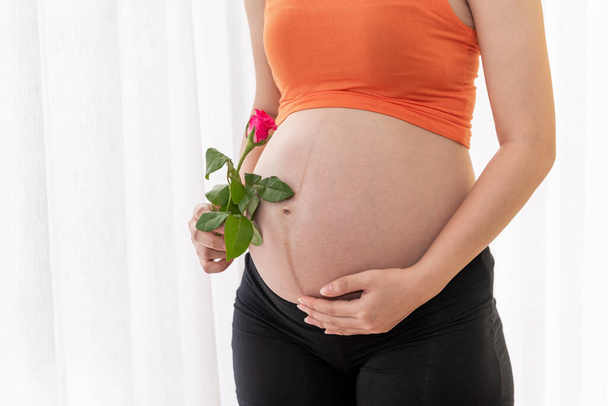 Zbliżenie obrazy kobiet w ciąży Trzymając różowy kwiat róży dla dziecka w żołądku z białym tle, do koncepcji macierzyństwa. - Zdjęcie, obraz