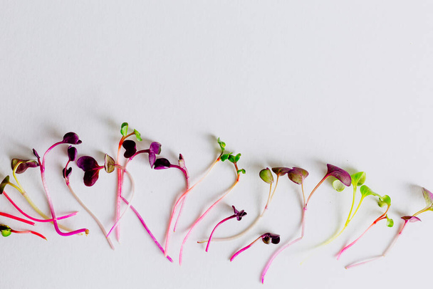Different types of micro greens on white background. Healthy eating concept of fresh garden produce organically grown as a symbol of health and vitamins from nature. Microgreens closeup. Heap  - Fotó, kép