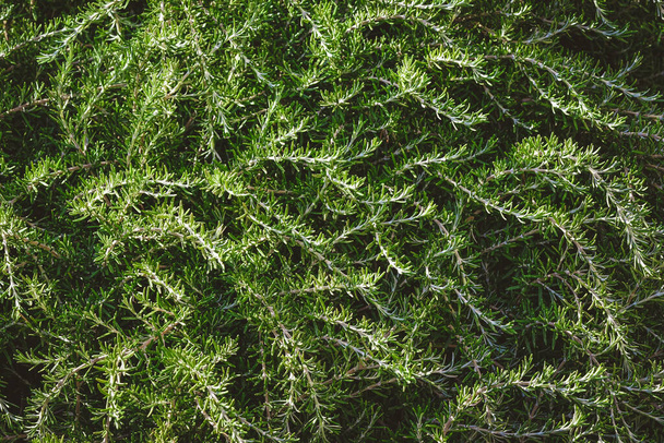 Pozadí divokých aromatických větví rozmarýnových keřů - Fotografie, Obrázek
