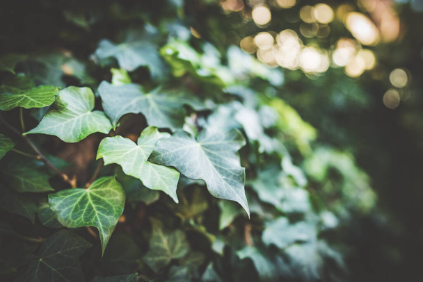 Close-up of leaves of ivy under the afternoon light - Photo, Image