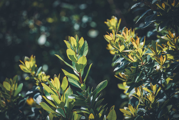 Вечно зеленые листья Arbutus Unedo, обычно известные как клубника или ирландская клубника - Фото, изображение