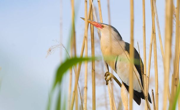 Little bittern, Ixobrychus minutus. The bird sits in the reed beds on the river bank - Photo, Image