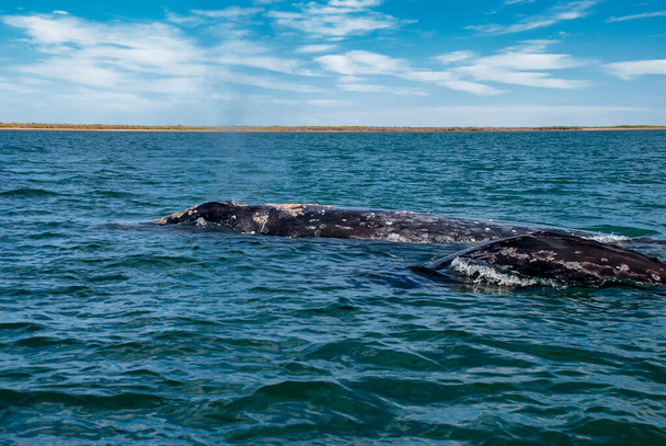 Grey Whales (Eschrichtius robustus) in their winter birthing lagoon at Adolfo Lopez Mateos in Baja California on Mexico's Pacific coast - Photo, Image