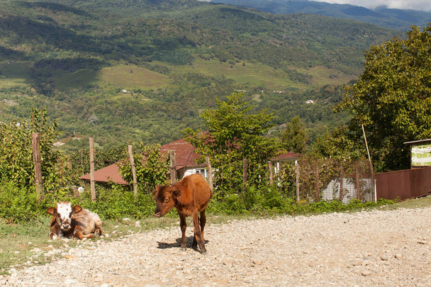 Cows on the background of the Caucasus mountains. Cattle graze in Abkhazia. - Foto, imagen