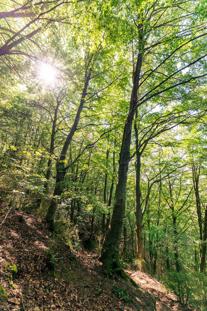 Very green beech tree forest (Fagus Sylvatica). Parc Natural del Montseny, Catalonia, Spain. - Фото, изображение