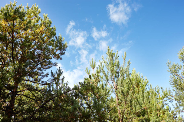 Orman gökyüzüne karşı. Güneşli bir günde bulutlu mavi gökyüzüne karşı çam ağaçları. - Fotoğraf, Görsel