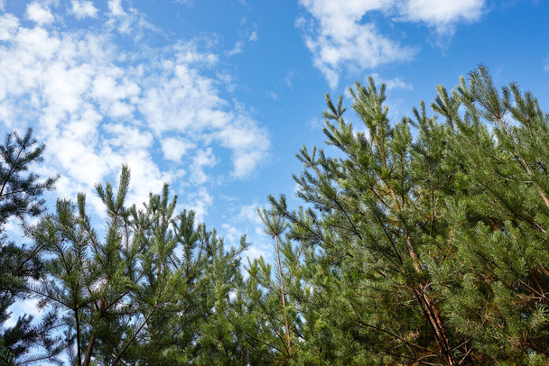 Forest against the sky. Pine trees against a blue sky with clouds on a sunny day - Fotoğraf, Görsel