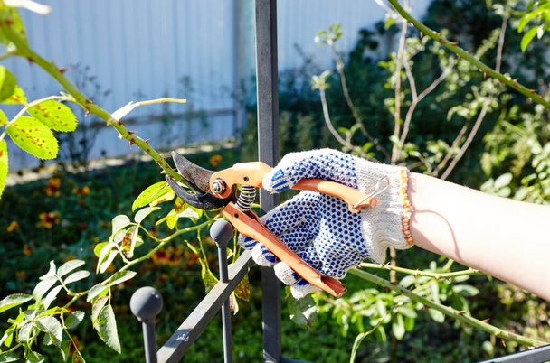 Woman gardening in backyard. Womans hands with secateurs cutting off wilted flowers on rose bush. Seasonal gardening, pruning plants with pruning shears in the garden - Fotografie, Obrázek