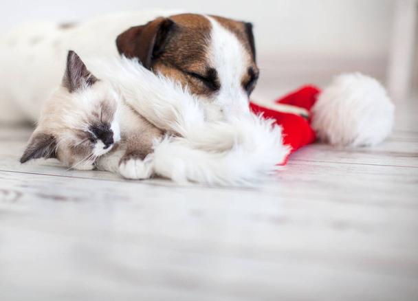 Cat in christmas hat and dog - Zdjęcie, obraz