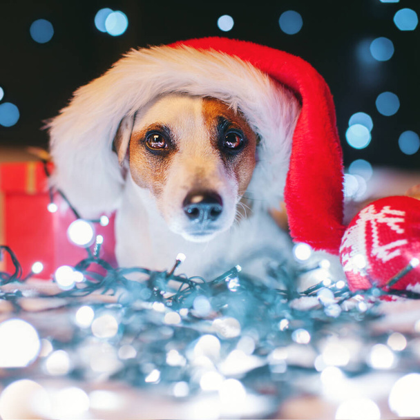Dog in christmas hat - Фото, зображення