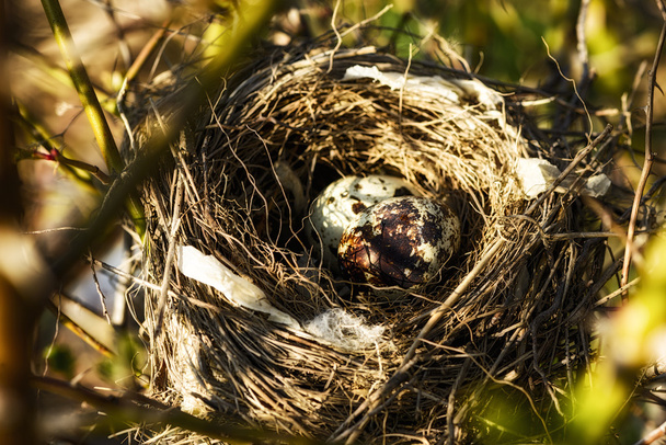 nest with two eggs in natural environment - Photo, Image