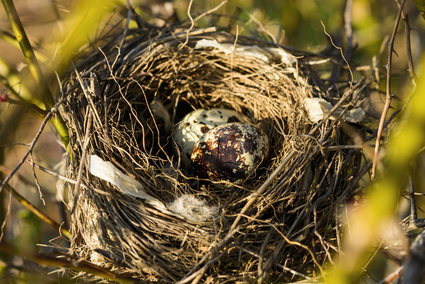 φωλιά με δύο αυγά στο φυσικό περιβάλλον - Φωτογραφία, εικόνα