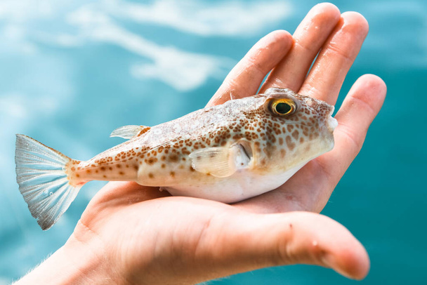 Giftiger Kugelfisch-Fugu-Fisch liegt auf Handfläche im Golf von Thailand. - Foto, Bild