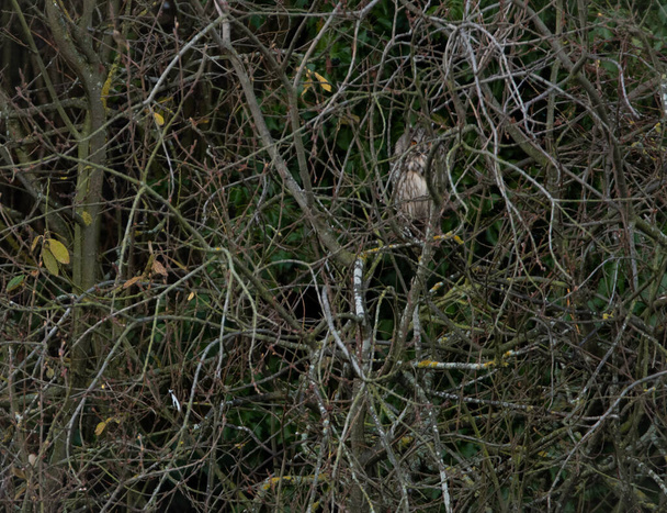 Chouette à longues oreilles de couleur claire regardant à travers les arbres, l'oiseau est très bien caché dans les arbres. - Photo, image