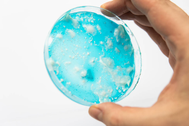 Mycology Αναπτύσσεται σε ένα Petri πιάτα. Μανιτάρι μυκήλιο σε άγαρ. Μυκητίαση τρυβλίο Petri. Εργαστηριακά εξαρτήματα. Ρίσι μανιτάρι μυκήλιο σε άγαρ δεξτρόζης πατάτας. Λευκό φόντο. - Φωτογραφία, εικόνα