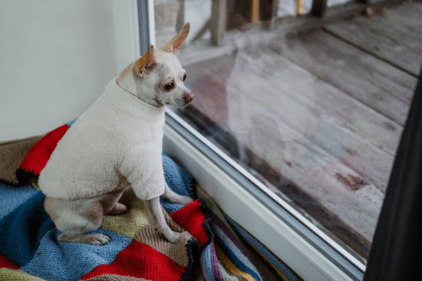 ペットファッション、パンディングペット、犬服、犬子犬アパレルアクセサリーカスタム。かわいいおもちゃのテリアhihuahuaでふわふわ冬の犬のジャケット｜パーカーのスウェットシャツコート - 写真・画像